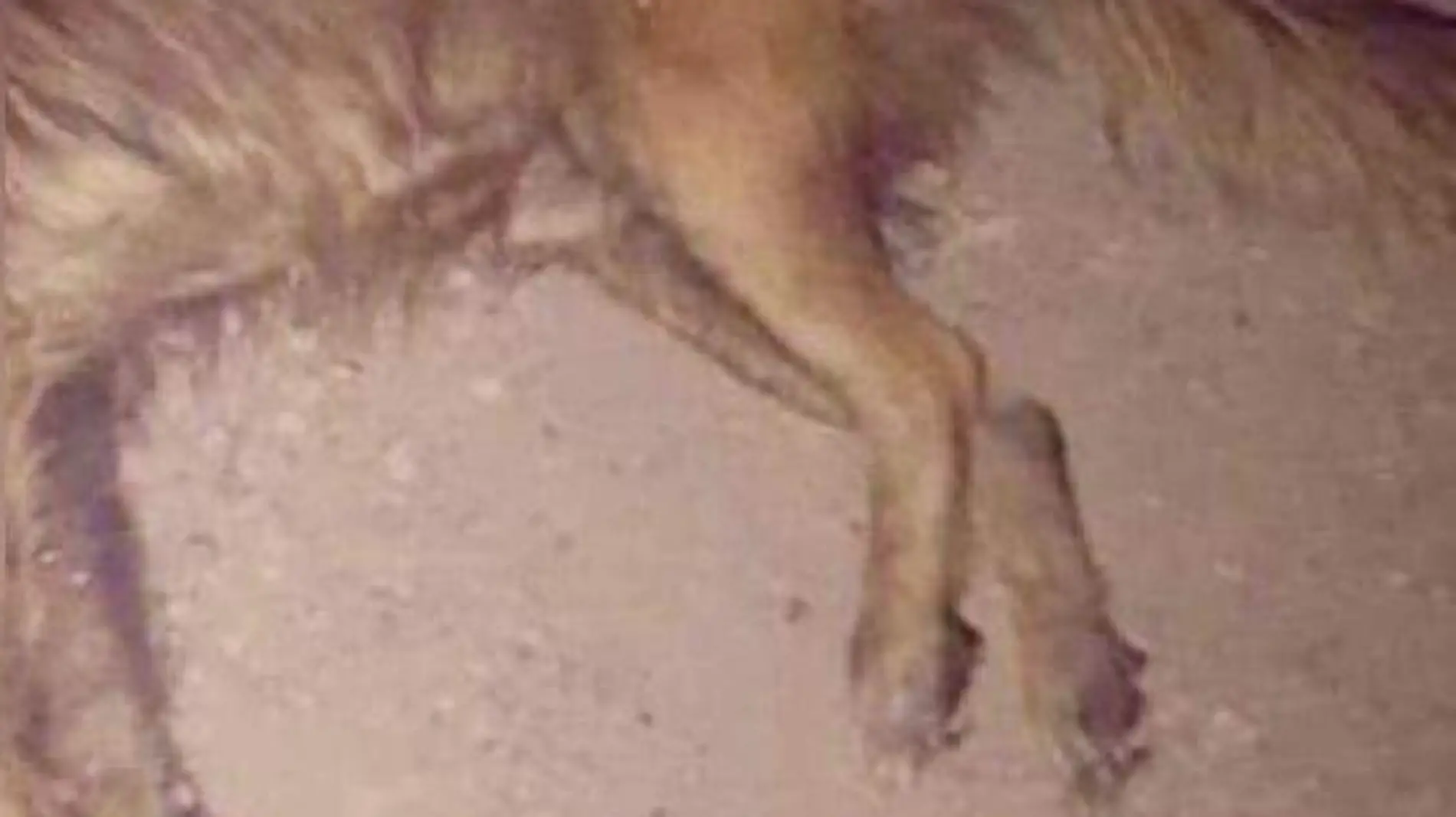 perro muerto